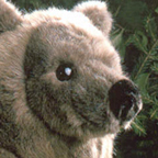 Kosen Brown Bear "Schnuffel"