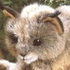 Kosen Lynx Cub