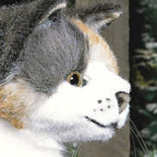 Kosen Cat "Minka"