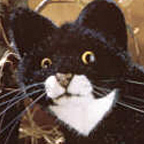 Kosen Cat "Mauz"