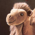 Kosen Camels