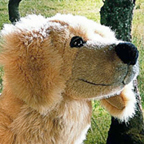 Kosen Golden Retriever