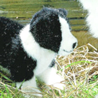 Kosen Border Collie Puppy "Eddy"