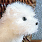 Kosen Westie Terrier "Fifi"