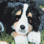 Kosen Bernese Mountain Dog (lying)