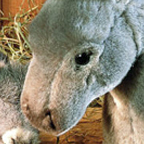 Kosen Donkey