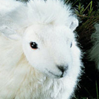 Kosen White Sheep
