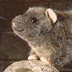 Kosen Brown Barn Rat "Rille"