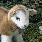 Kosen Goat Kid