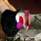 Kosen Brown Hen