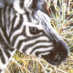 Kosen Zebra