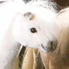 Kosen White Horse