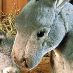 Kosen Donkey