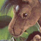 Kosen Brown Riding Horse