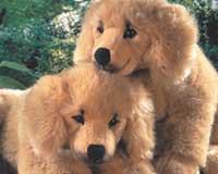 DOGS!