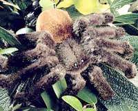 INSECTS & REPTILES