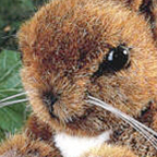 Kosen Squirrel