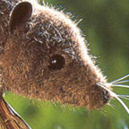 Kosen Shrew Mouse