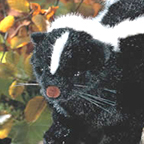 Kosen Skunk "Hugo"